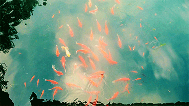 da83e62b0ddb9f80f7356d557c42be07.gif
