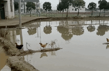 d3b20309751180e394b41daa8bca2600.gif