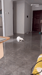 d43d7e42a25620fa31546280619bd2df.gif